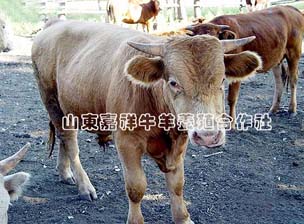 供应鲁西黄牛